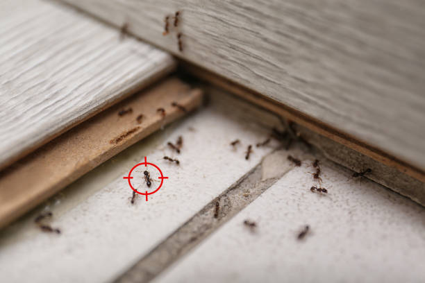 Best Wasp Removal Services  in Caruthersville, MO
