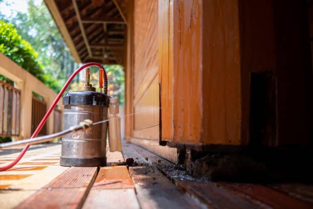 Wasp Removal Services in Caruthersville, MO